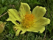 35 Pulsatilla alpina sulphurea (Anemone sulfureo) con mosca ospite